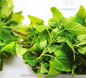 Mao Bo He 100% Natural <strong>Catnip</strong> Fresh Dried Green Cat Mint Shredded <strong>Catnip</strong> for Cats - Product Image 4