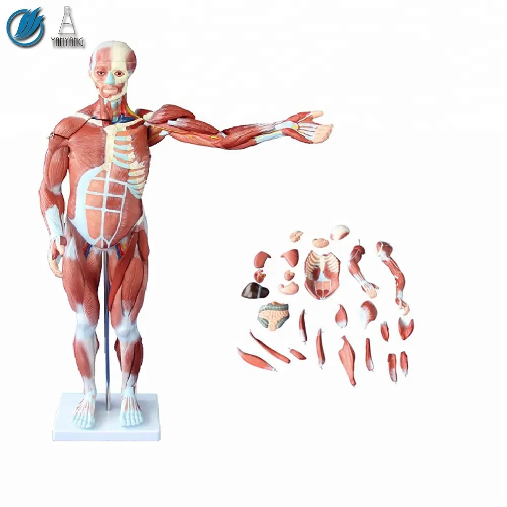 Torso de cuerpo completo humano de 80cm con órganos internos