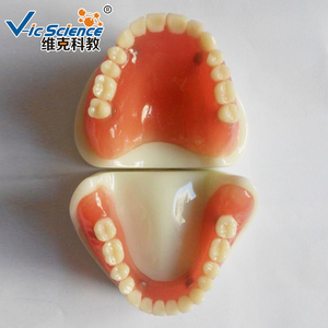 ฟันปลอมแบบเต็มรูปแบบการศึกษาวิทยาศาสตร์ทางการแพทย์แบบจำลองฟันมนุษย์เทียม - Product Image 3