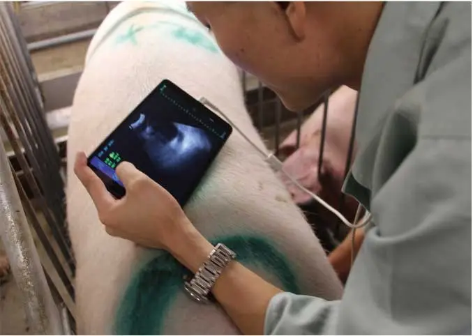 Best selling ultrasound scanner veterinary portable for pig sheep Goat pregnancy testing with low price ultrasound scanner