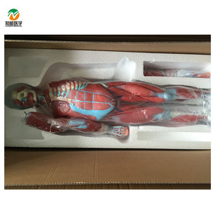 BIX-A1100 <strong>Human</strong> Full Body Muscle Anatomical Model with Viscera - Product Image 2