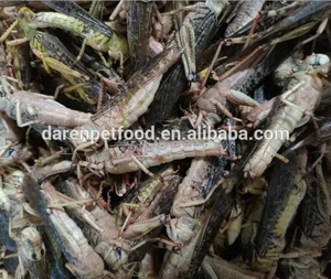Tavuk, kuşlar, kertenkele, kurbağalar, amfibiler davranır için mikrodalga kurutulmuş besleyici çekirge çekirge çekirge - Product Image 6