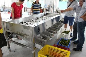 自动水果分拣机/柑橘类水果选择机/柑橘类水果清洗打蜡分拣机