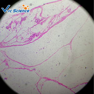 Biologie unterricht Tier histologie Mikroskop vorbereitet Glas Objektträger Hund glatte Muskel T.S. Histologie Objektträger - Product Image 5