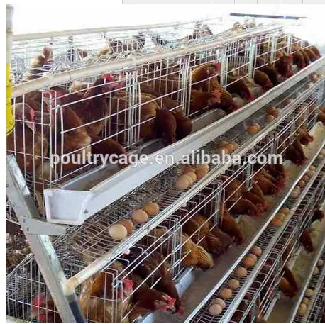 Pollame In Ghana Gabbia Di Pollo Per La Vendita, Batteria Gabbia, di Pollo Coop Per Galline Ovaiole