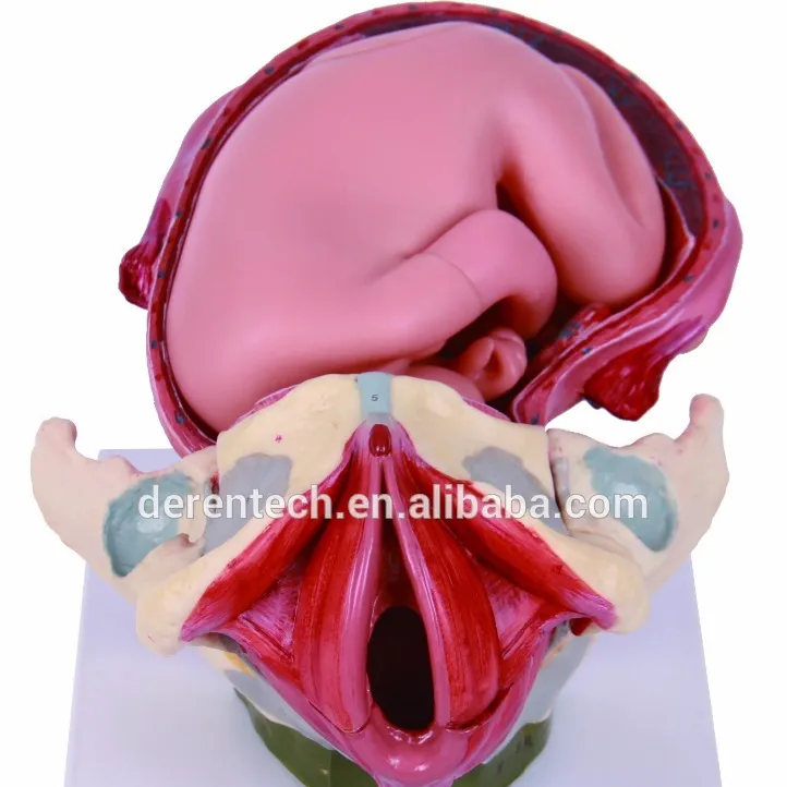 해부학 인간의 출생 공정 만삭까지 태아에 모델