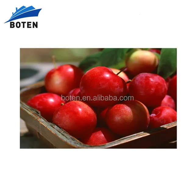 99% Phiorizin 75% 80% polifenoles de Pyrus Malus Apple extracto de fruta