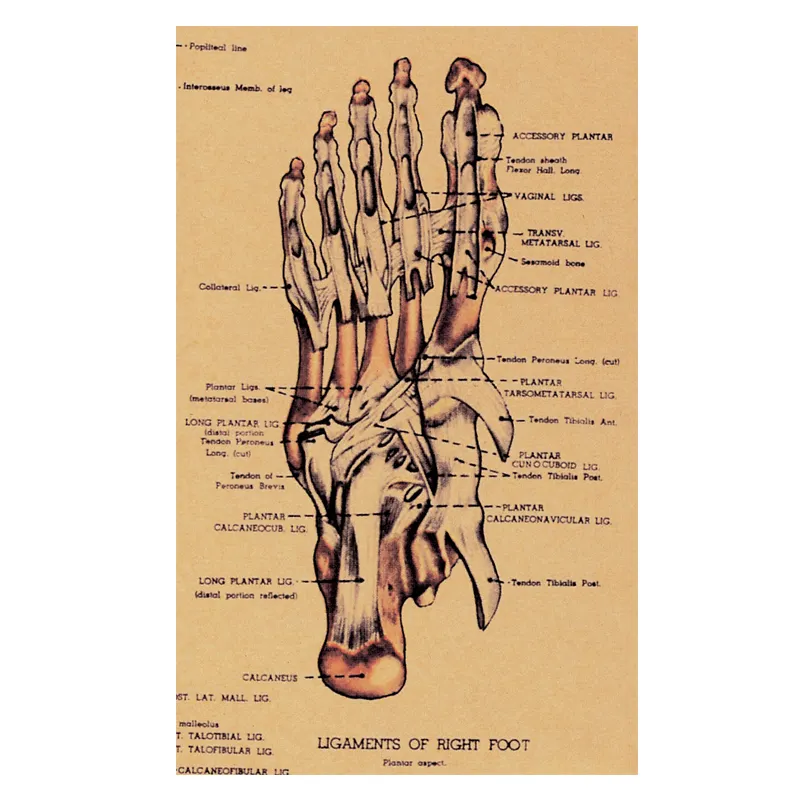 Pode personalizar o ensino médico propaganda gráfico de parede esqueleto anatomia humana placa de exibição de cartazes