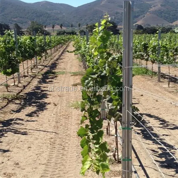Palheta de vinha para plantas de videira, pedaço de uvas galvanizado e quente