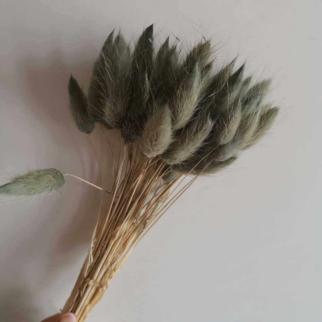 Gris