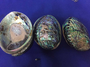 Polierte Abalone Paua Muscheln zu verkaufen - Product Image 4