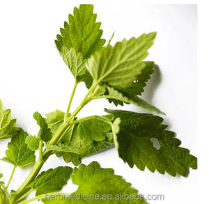 Mao Bo He 100% Natural <strong>Catnip</strong> Fresh Dried Green Cat Mint Shredded <strong>Catnip</strong> for Cats - Product Image 3