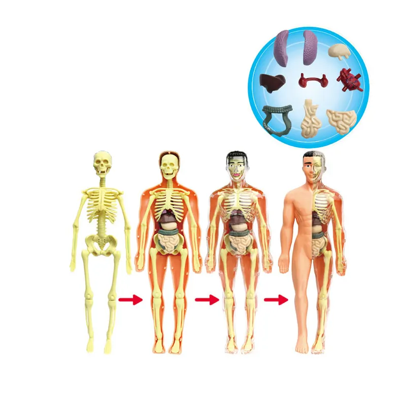 Ensamblaje de cuerpo humano DIY STEM Esqueleto humano Modelo experimental Anatomía para la escuela