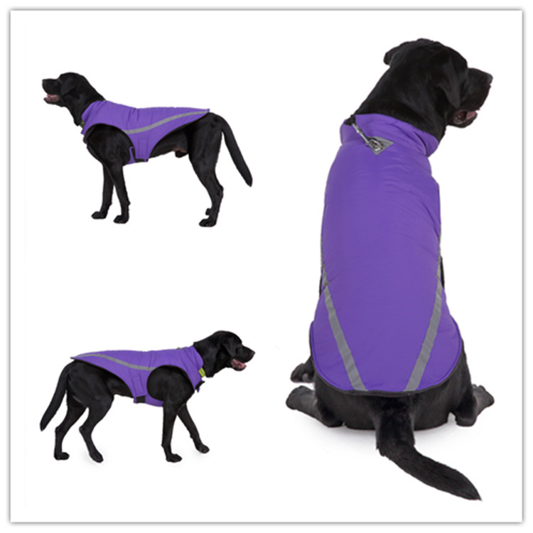 DZ213 Violet