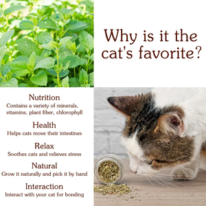 OEM Package Natural Dried <strong>Catnip</strong> Leaf for Cat Premium Quality <strong>Catnip</strong> Herbs Safe 100% Natural <strong>Catnip</strong>