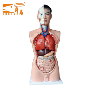 85CM <span class=keywords><strong>torso</strong></span> modeli 3d insan anatomisi <span class=keywords><strong>torso</strong></span> modeli biyolojik tıbbi modeli