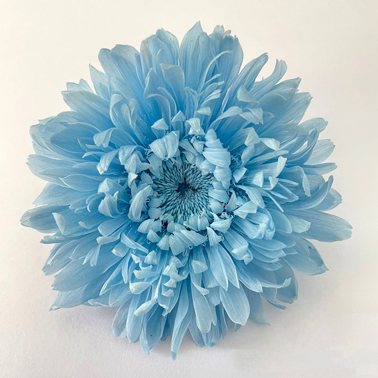 PU ciel