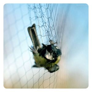 Caccia prezzi rete invisibile trappola da pesca reti agricole Nylon Anti rete per uccelli - Product Image 6