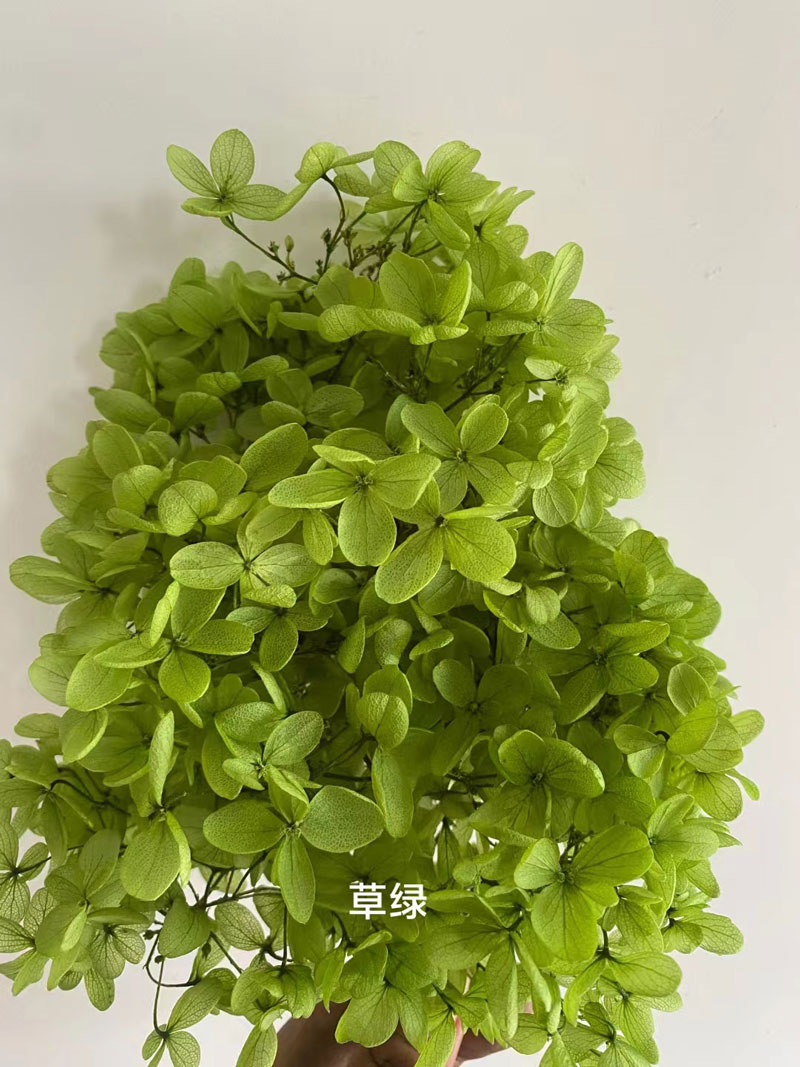 Vert herbe