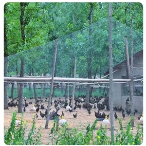 Fabrika en iyi fiyat Anti kuş netleştirme avlu bahçe çit Yard çiftlik meyve ağacı bahçe Fishpond için koruma ağı tavuk Net - Product Image 4