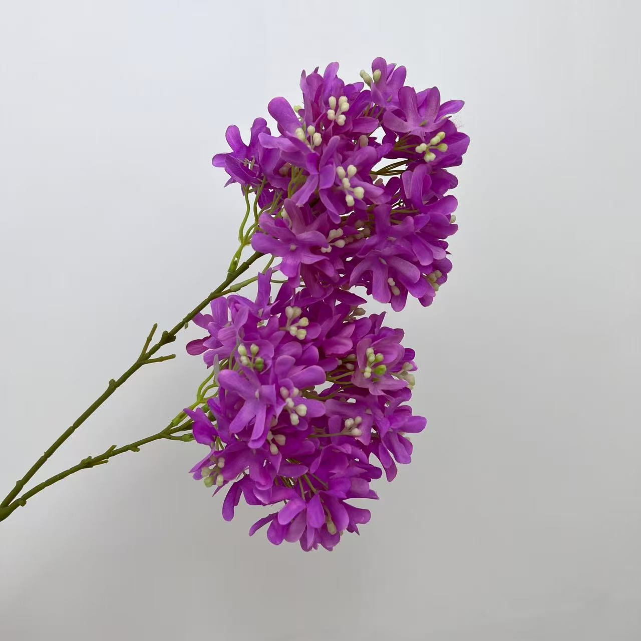 Pourpre