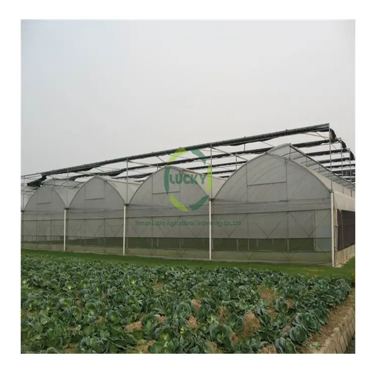 الزراعية نفق الطماطم التهوية المنزل الألومنيوم زهرة بذور الشتاء الدافئة Polytunnel المعادن دفيئة بإطار