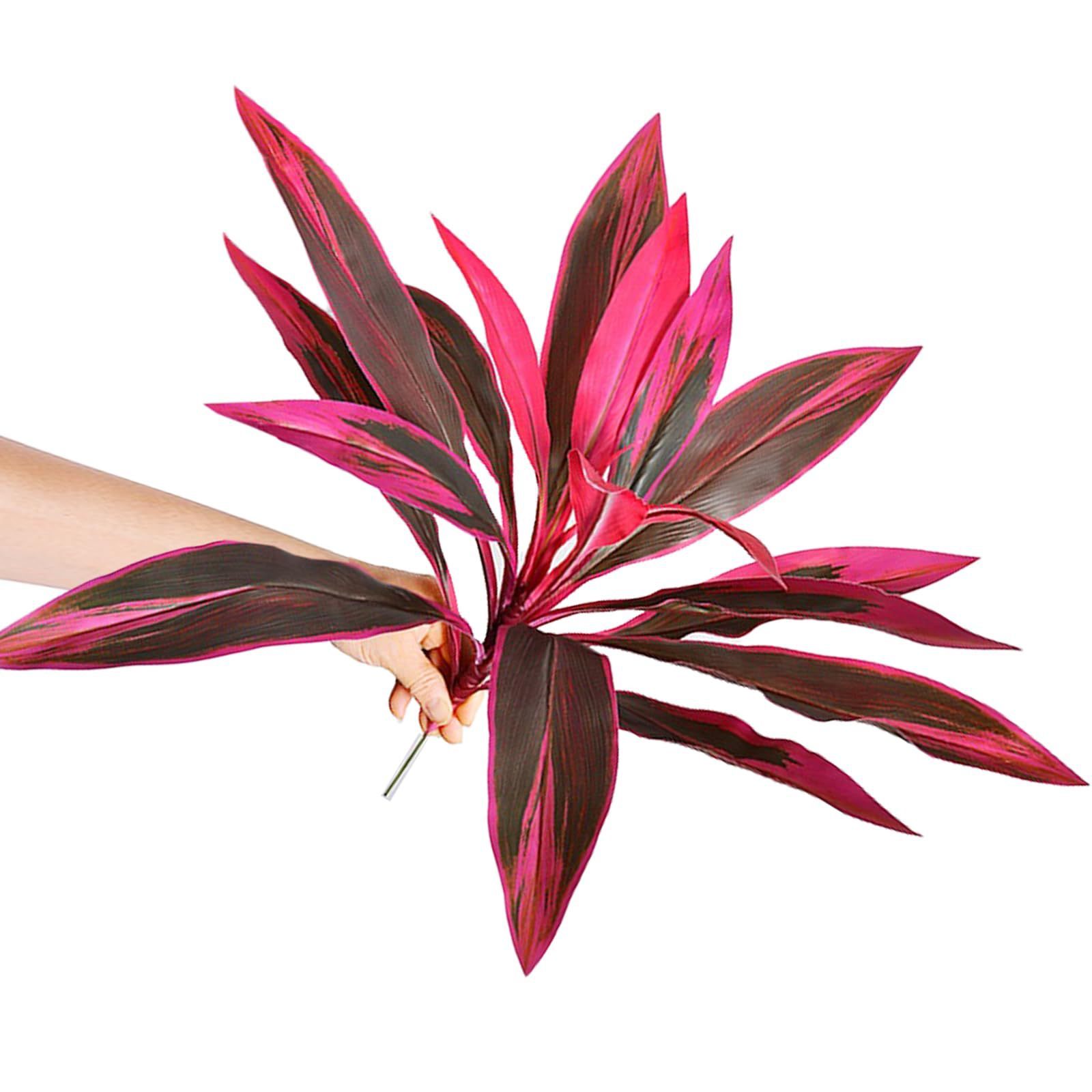 12 brazilian dracaena marginata plants-large leaves