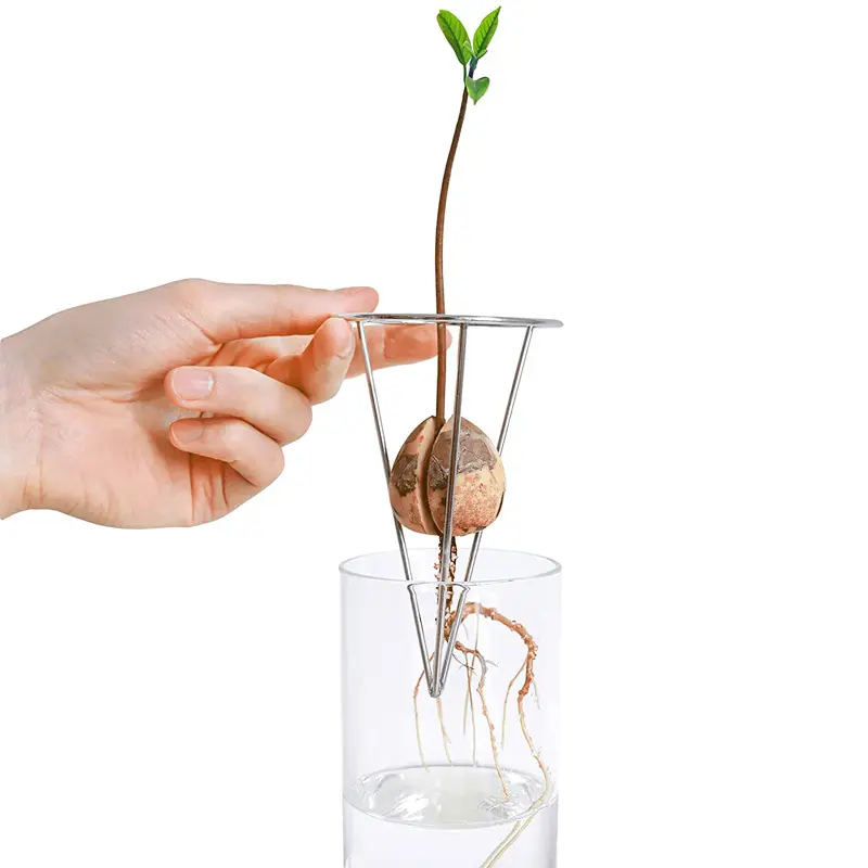 Kit de culture d'avocat outils de culture pour plantes d'intérieur ensemble cadeau pot en verre avosprout vente en gros
