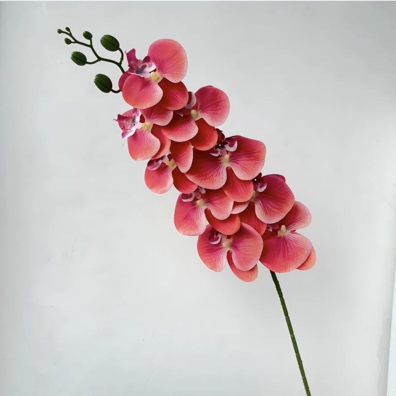 07-Grapefruit Color