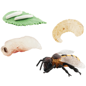 HY <strong>Toys</strong> Simulation Mini Insect Set Grasshopper Spider Growth Cycle Life Stage Cognitive Static Model <strong>Toy</strong> - Product Image 1