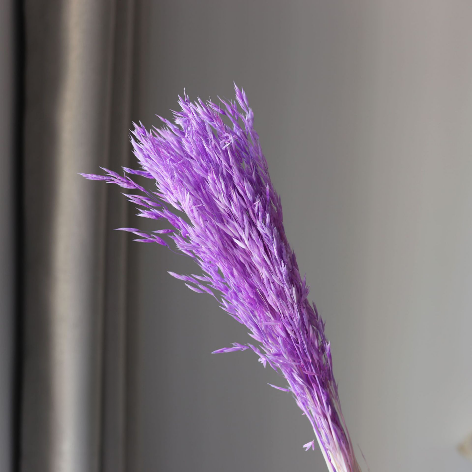 สีม่วง