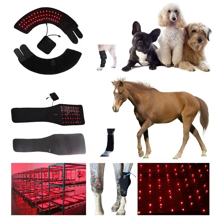 Terapia equina de luz infrarroja 2024 Terapia de luz roja de caballo para mascota Animal de compañía