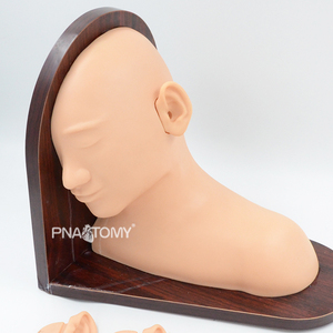 Gelişmiş kulak muayene simülatörü insan kafası mankeni anatomik modeli öğretim kaynakları tıbbi bilim eğitim ekipmanları - Product Image 3