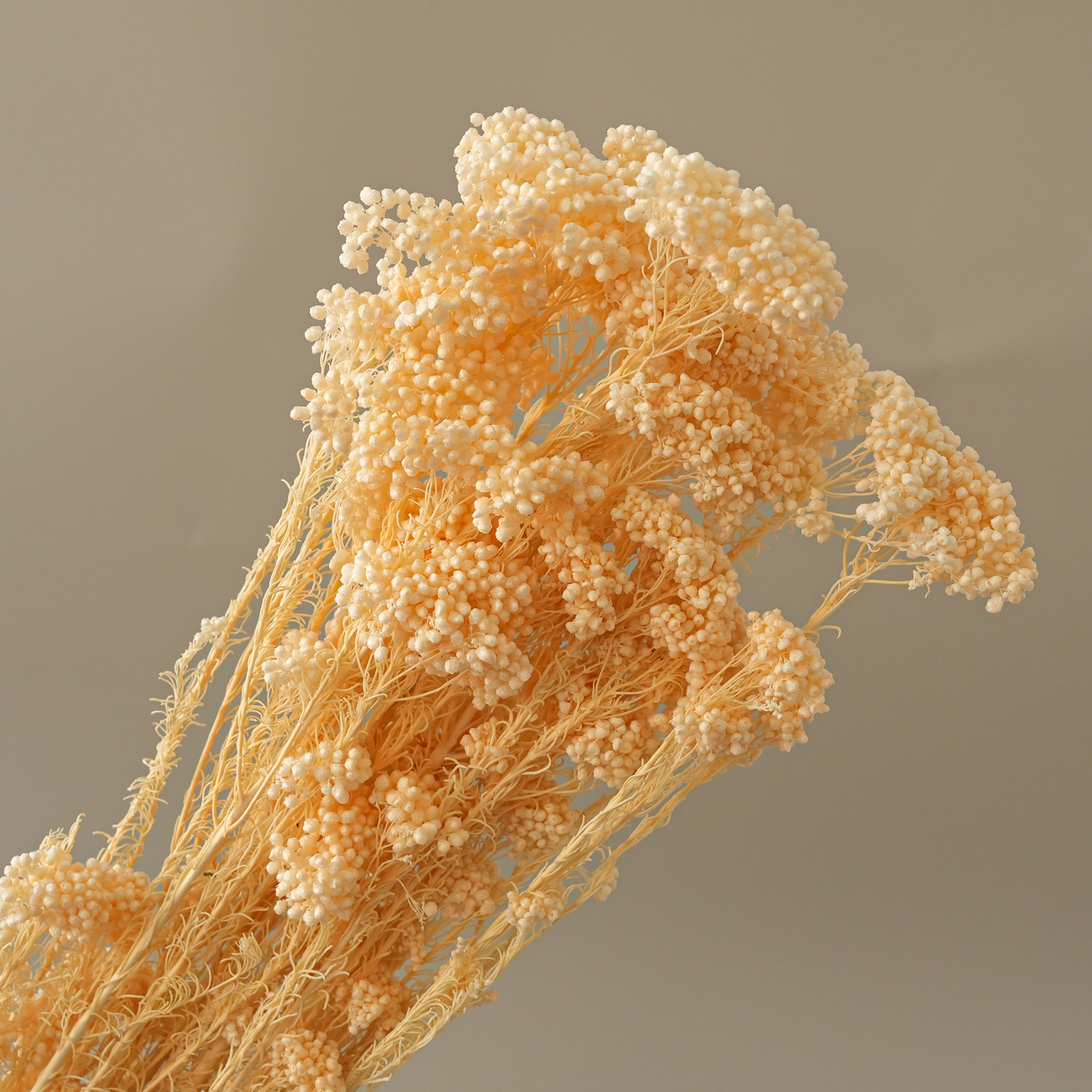 Champagne-85g
