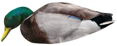 Mallard 48x17cm Feeder Drake