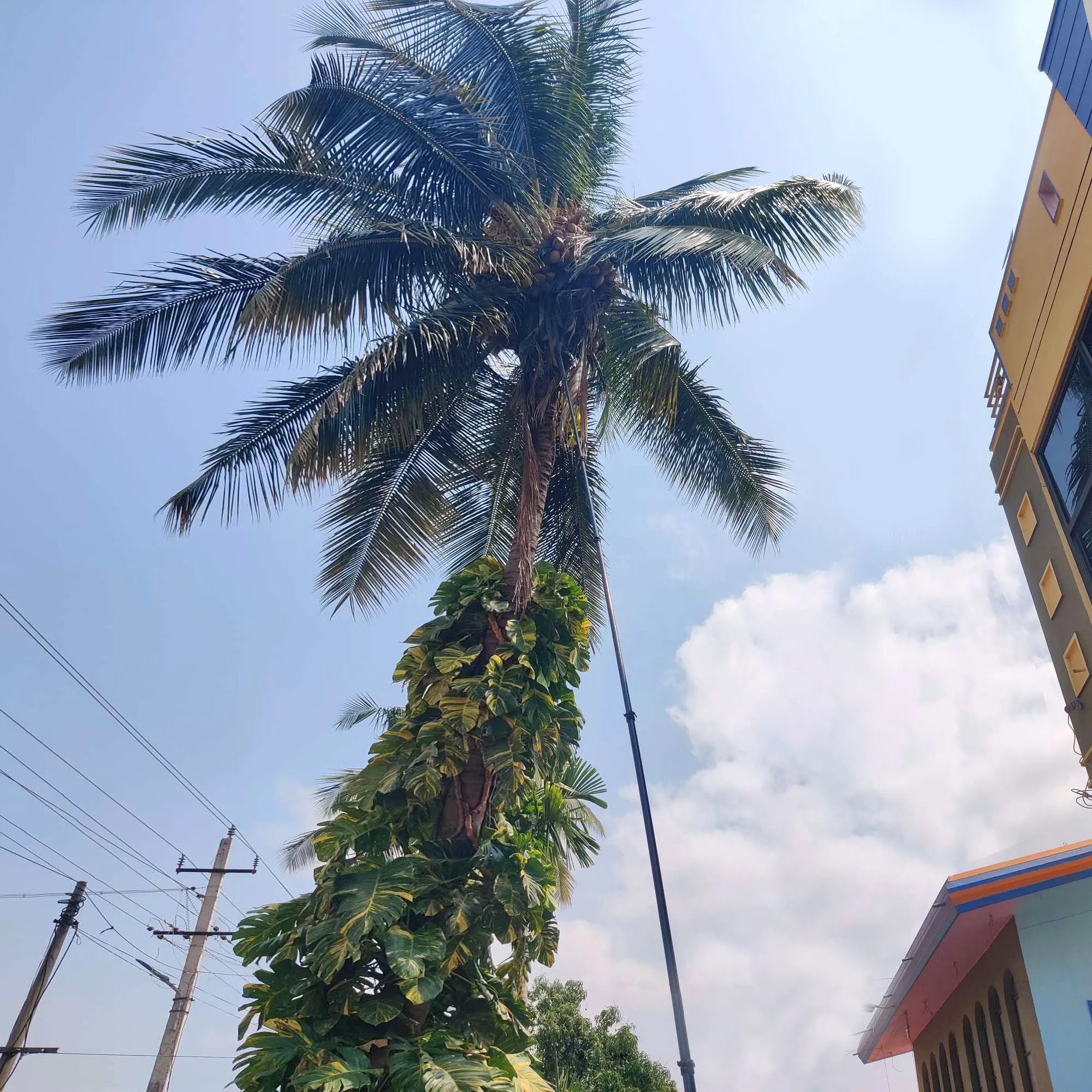 Novo Estilo Telescópico Pólo 20m Fibra De Carbono Fruta Colheita Pólo para Arecanut Coco Colheita com Bloqueio Duplo