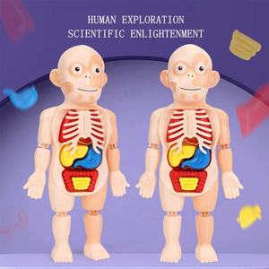 Vücut insan anatomisi organları Model oyuncaklar eğitim çocuk oyuncakları erken eğitim öğrenme Diy monte Model oyuncak çocuklar için