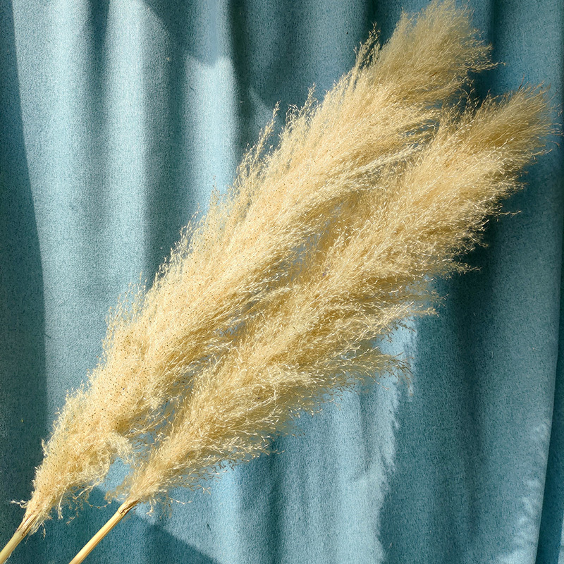 Amarillo