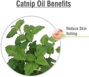 Catnip <strong>Oil</strong> Nepta Cataria <strong>Oil</strong> in Bulk for Mouthwash and Toothpaste/ Catnip Essential <strong>Oil</strong> /Nepeta Catnip <strong>Oil</strong> - Product Image 2