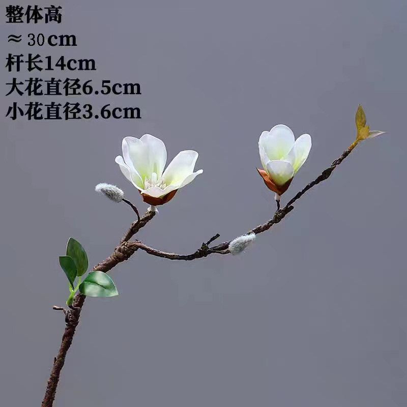 Nuovo fiore di magnolia bianco