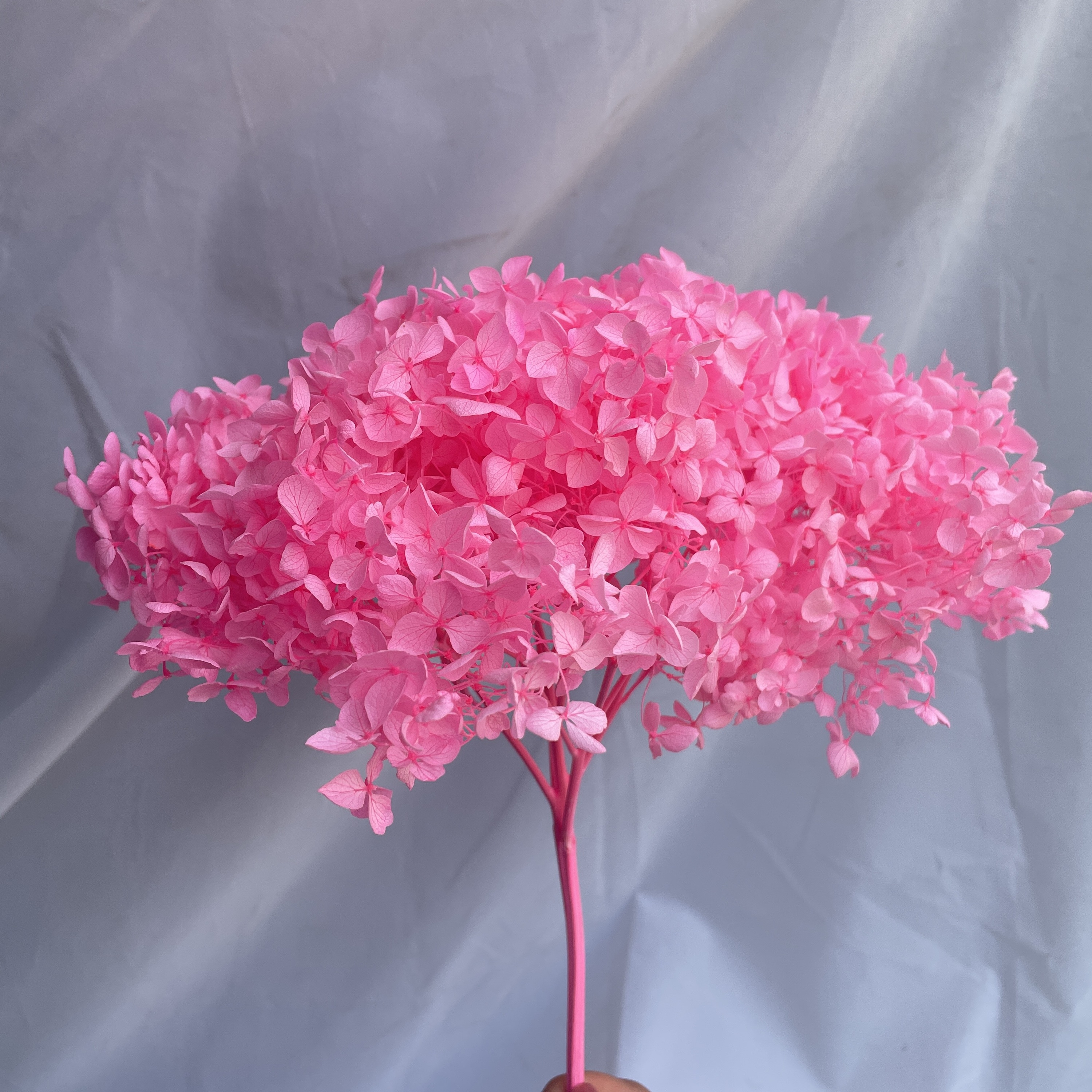 Rosa brillante