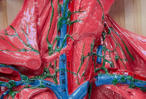 İnsan lenfatik sistem Organ modeli, bağışıklık sistemi anatomik öğretim tıbbi aracı 3D simülatörü - Product Image 4