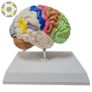 Scienza medica mezzo cervello umano area funzionale modello anatomico per l'insegnamento - Product Image 1