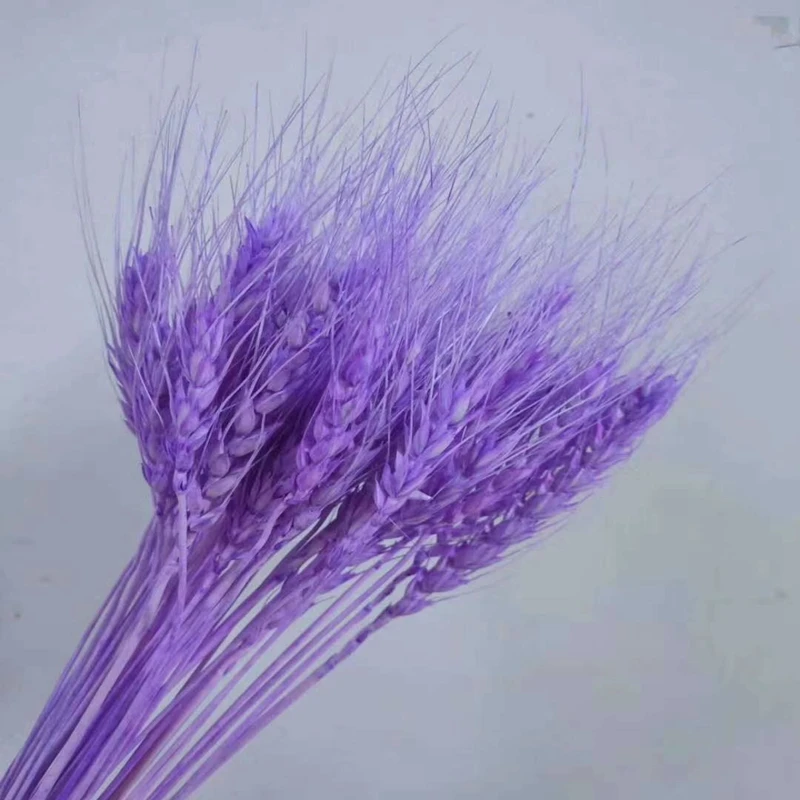 Pourpre