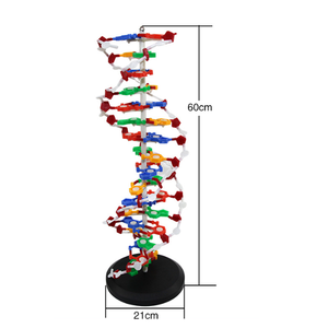 Bilim dna model seti 23x22x68.5 cm sarmal dna yapı modeli biyolojik eğitim için - Product Image 4