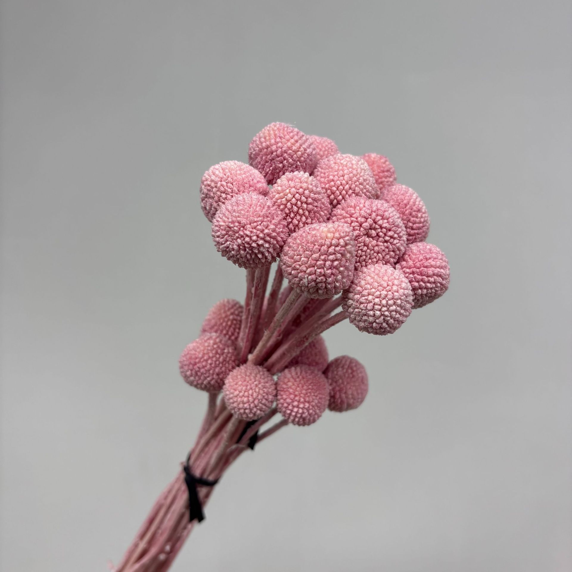 Cherry blossom pink