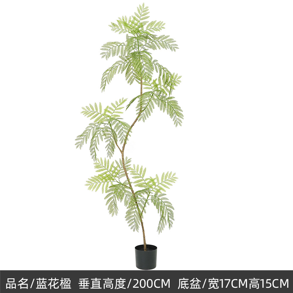 200cm jacaranda