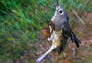 Green <strong>Bird</strong> <strong>Netting</strong> Anti-<strong>Bird</strong> Fence for Vineyards Fruit &amp; Vegetable <strong>Gardens</strong> - Product Image 6