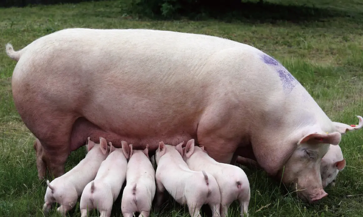 Los suplementos minerales de rastro animal al mejor precio mejoran la salud de las extremidades para cerdas