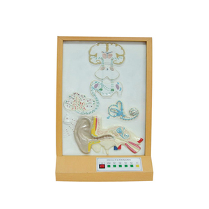 Electric Model <strong>of</strong> Auditory <strong>Perception</strong> ZM7016 49x25x91 - Product Image 5